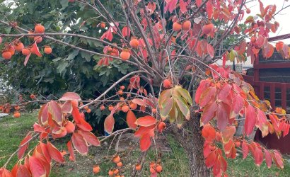 Reventa - Country House -
Sax