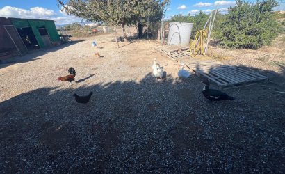 Herverkoop - Finca -
Dolores - Comunidad Valenciana