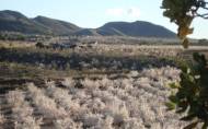 Reventa - Finca -
Lorca - Costa Calida