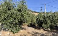 Herverkoop - Finca -
Algarinejo - Inland