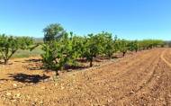 Reventa - Country House -
Yecla - Inland